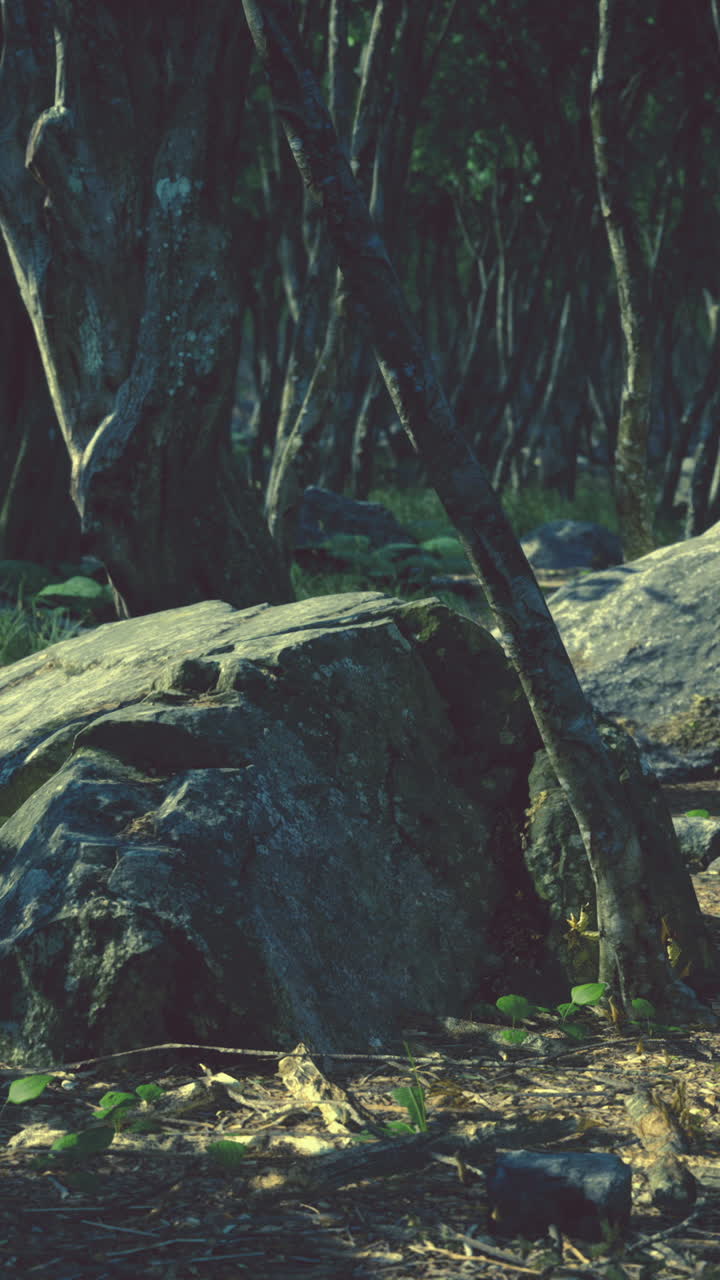 bosque oscuro con rocas