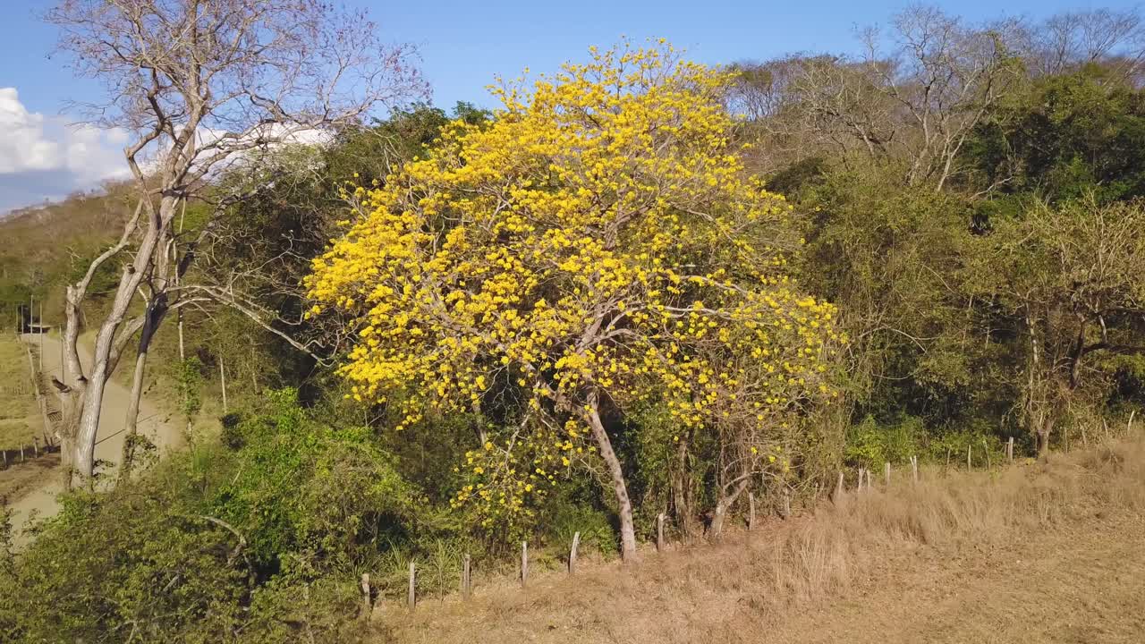 Aerial drone shot around a Tabebuia tree, full of yellow flowers.