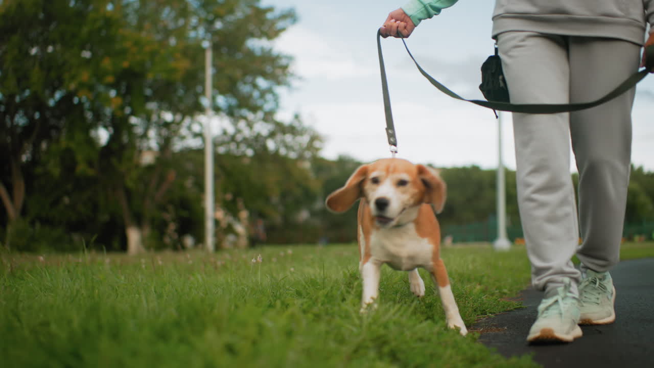 Female athlete taking morning walk with beagle on grassy park trail under bright sky, showcasing active lifestyle, joyful exercise, discipline, outdoor routine, and peaceful fitness journey