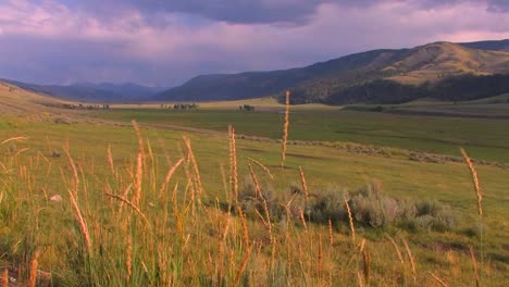 Schilf-Weht-Auf-Einem-Wunderschönen-Feld-Im-Yellowstone-Nationalpark-Hin-Und-Her