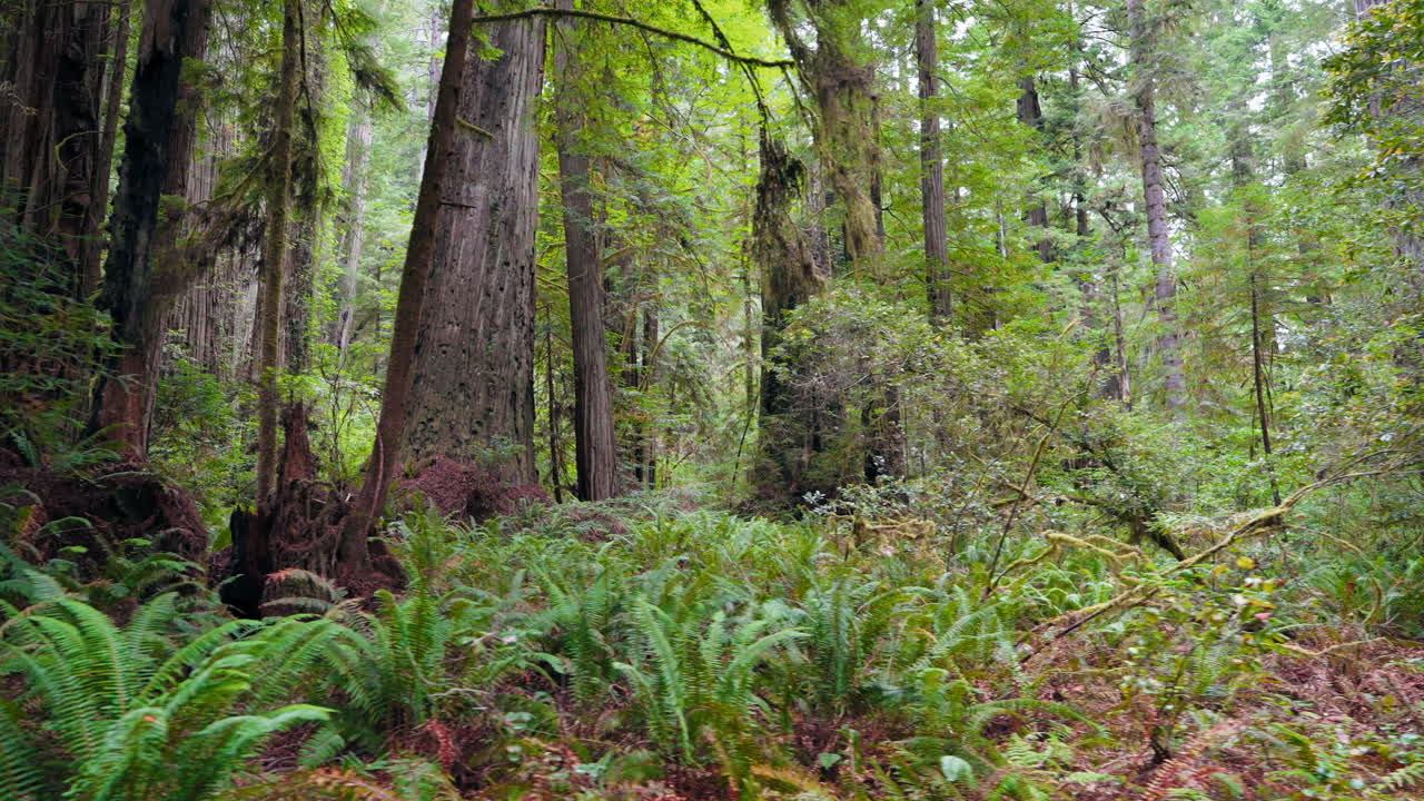 The majestic redwoods a journey through timeless natural wonders