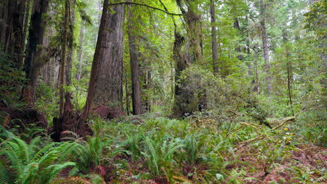 the majestic redwoods a journey through timeless natural wonders