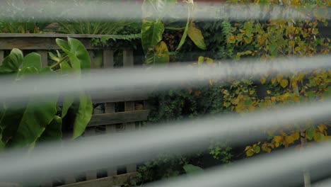viendo el abedul de papel con hojas de colores de otoño susurrando a través de las persianas desde adentro