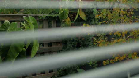 watching paper birch tree with fall coloured leaves rustle through blinds from indoors