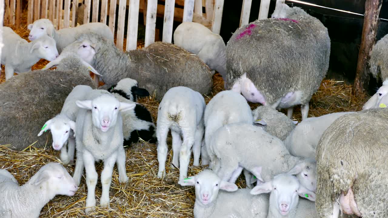 Pecore e agnelli in fattoria.