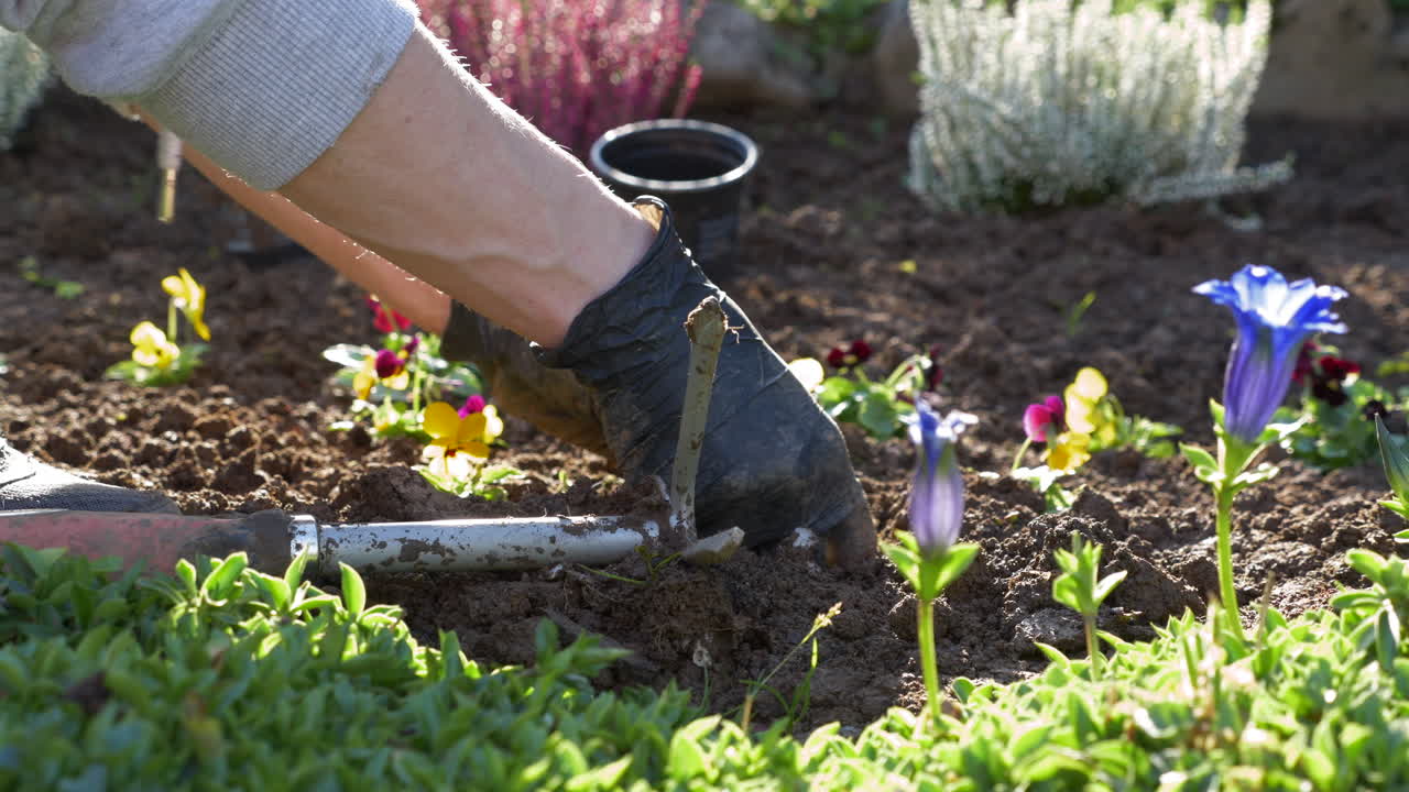 Gardening work planting pansy seedlings in the garden