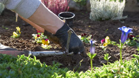 gardening work planting pansy seedlings in the garden
