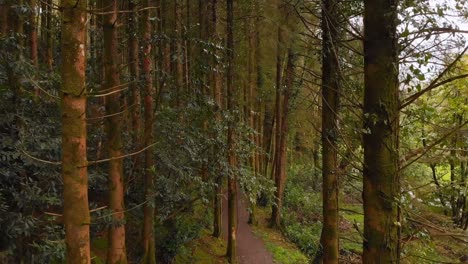 Mann-Joggt-Auf-Einem-Weg-Im-Wald-4k