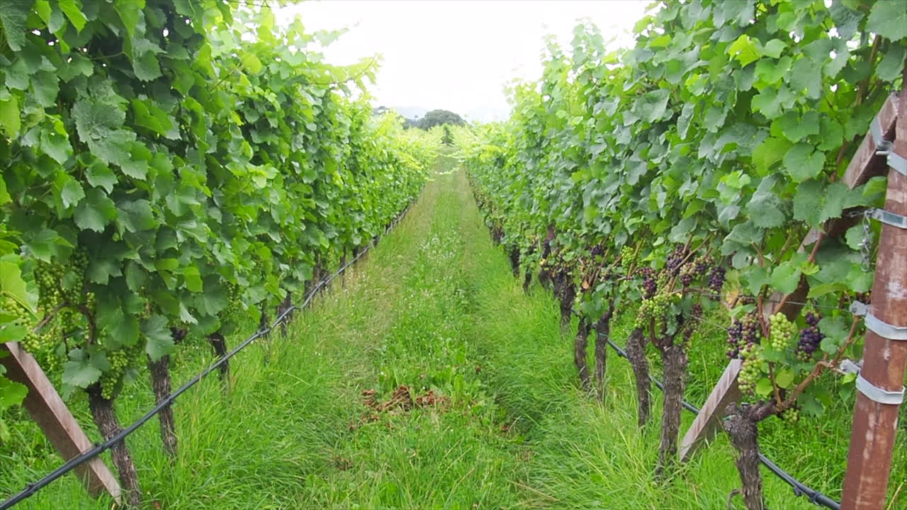 이탈리아 남티롤 의 포도나무