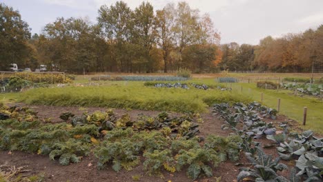 a large vegetable garden in banská bystrica, slovakia, wide shot pan left