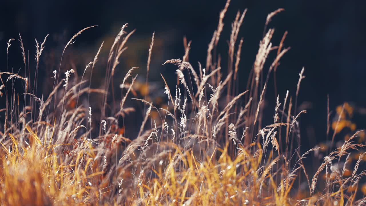 Delicate wispy ears of withered grass backlit by morning sun