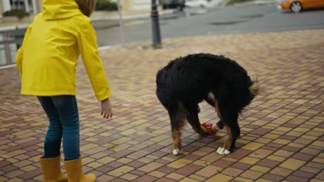 Ein-Glücklicher-Schwarzer-Hund-Trägt-Einen-Ball-Zu-Seinem-Besitzer,-Einem-Jungen-Mädchen-In-Einer-Gelben-Jacke,-Während-Es-Nach-Dem-Regen-Im-Park-Spazieren-Geht-Und-Spielt