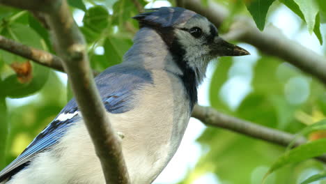 bluejay bird between green leaves, amazing creature from the woods and fileds