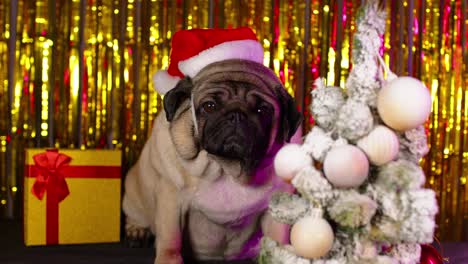 pug in santa hat in studio. adorable pug dog in red santa hat sitting near white christmas tree and gift box in studio on background of colorful tinsel