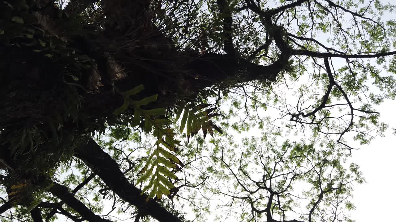 Point of view under a big tree
