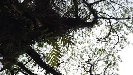 point of view under a big tree
