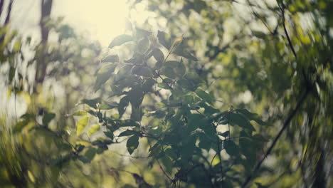 sunlight filtering through a leafy tree canopy