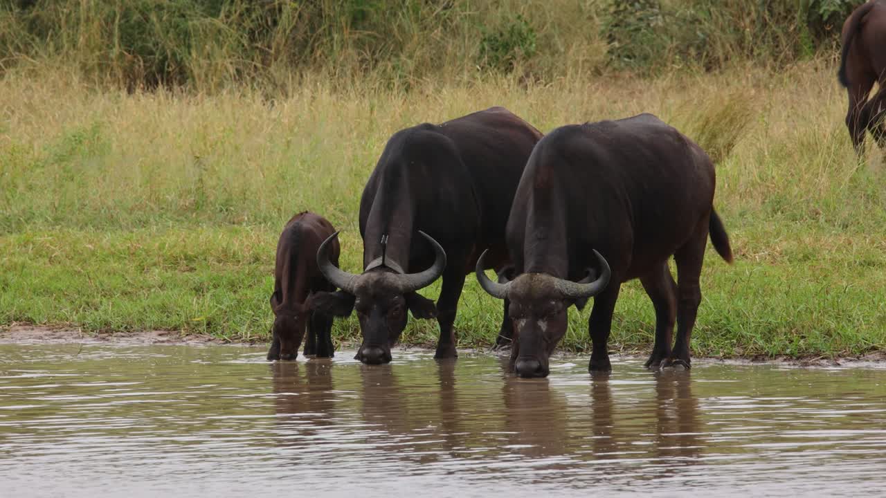 African Buffalo Cows and Calf Drinking at river in the African Bush, medium close up