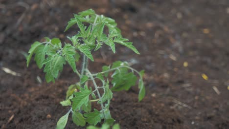 planta de tomate recién trasplantada saludable en el suelo