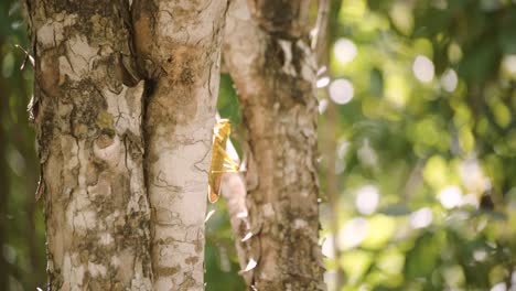 green locust climbing up a tree on a warm sunny day