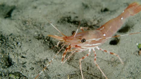 close up of a spot prawn