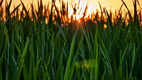 close up of green grass blades in field at sunset with sun shining through