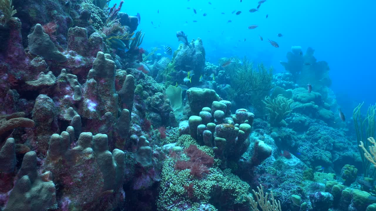 A colourful lively reef with pillar corals and many brown chromis fish. A porcupine puffer fish swims towards the camera before being chased by a damsel fish