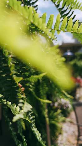 close-up of a fern