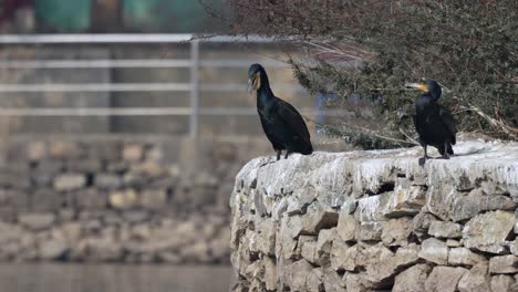 two cormorants relaxing in the sunshine on a stone wall after a morning of fishing in the lake