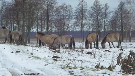 Group-of-wild-horses-looking-for-some-eatable-grass-in-snow-covered-field-in-cloudy-winter-day,-medium-shot