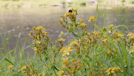 Abejorro-Vuela-De-Flor-Silvestre-En-Flor-Silvestre-En-La-Orilla-Del-Río