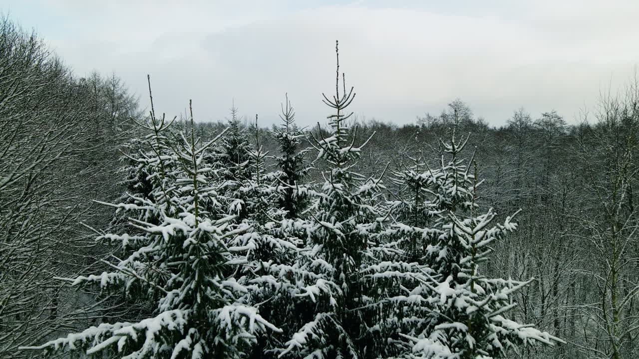 вид на заснеженные хвойные и голые деревья в польском городе пешково зимой - съемка с воздуха