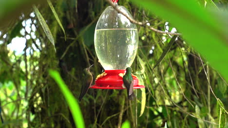 group hummingbirds feeding slow motion jungle green landscape