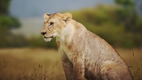 hermoso retrato de leona, leona hembra, observando sus alrededores, kenya, africa animales de safari en masai mara conservancia norte, cinco grandes 5
