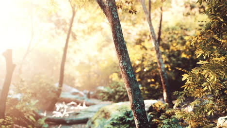 green forest in morning sunlight