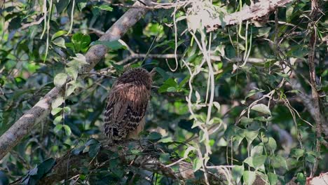 Die-Buffy-Fish-Owl-Ist-Eine-Große-Eule-Und-Doch-Die-Kleinste-Unter-Den-Vier-Fischeulen