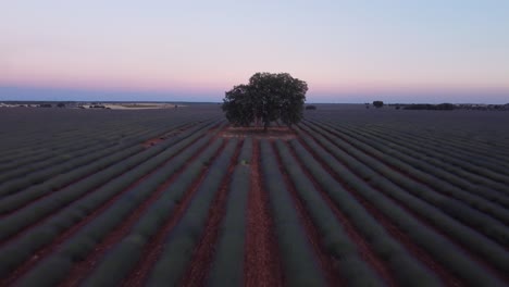 Aerial-view-of-purple-lavender-field-in-Brihuega-with-big-tree-as-main-subject,-Guadalajara,-Spain