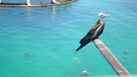 plano medio de una gaviota sobre un tronco en un día soleado