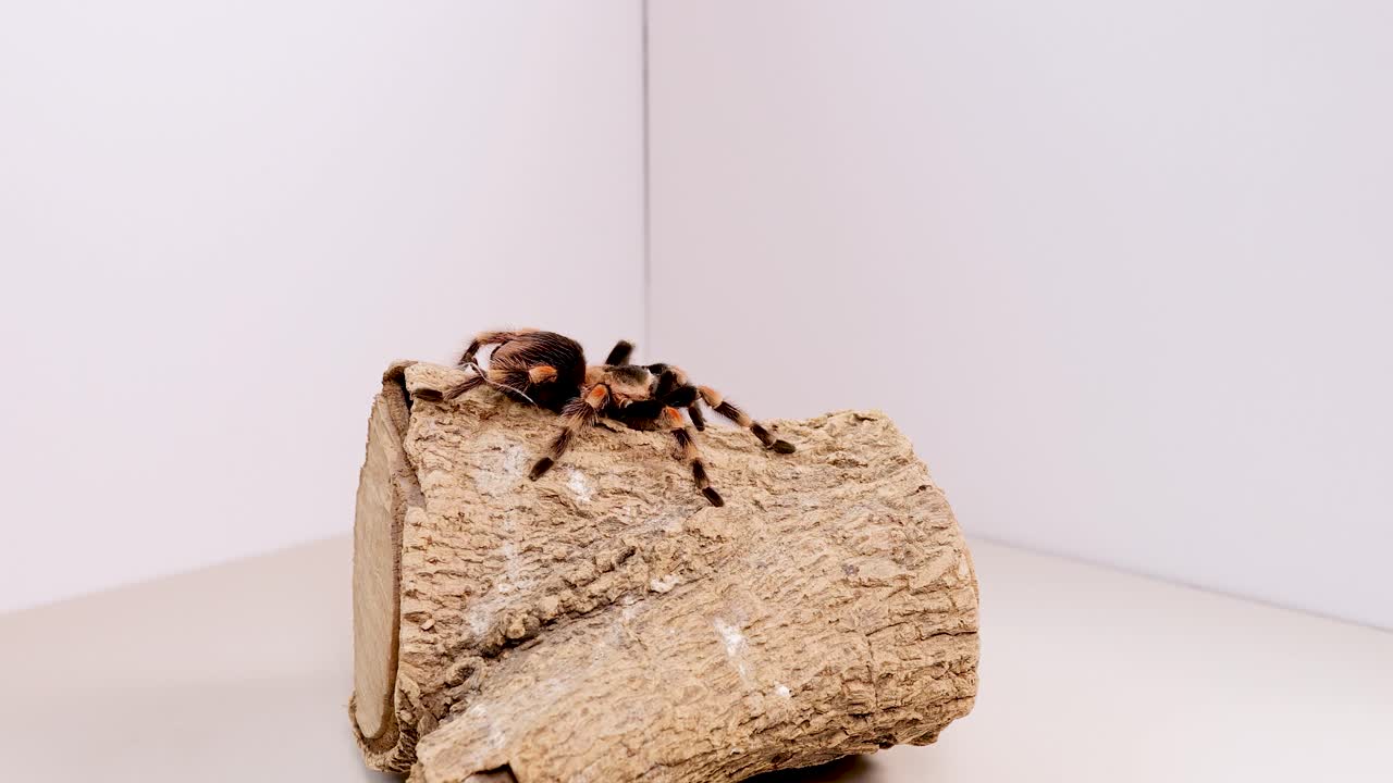 A tarantula slowly crawls over a log in a simple, well-lit environment with neutral tones