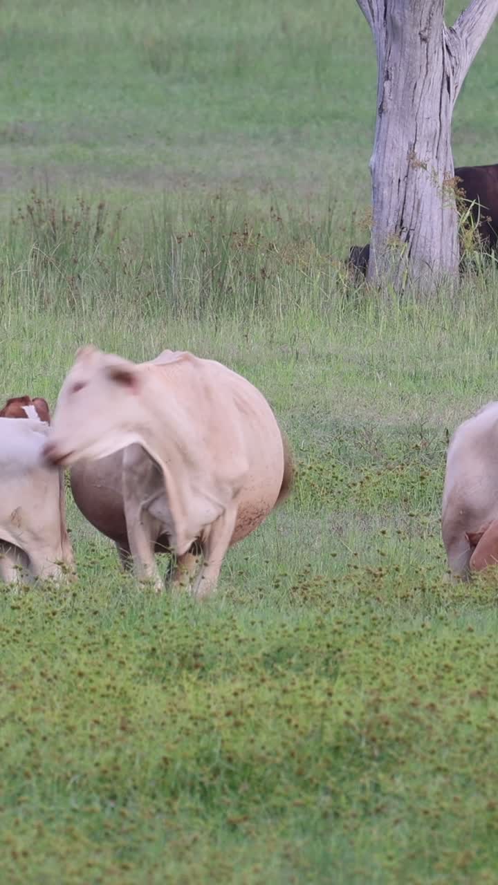 소 와 송아지 들 이  에서 평화롭게 먹이를 먹고 있다