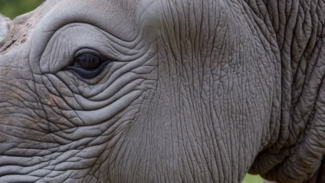 close-up of a rhino's face