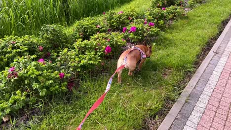 un bulldog francés de pura raza en correa caminando por la acera cubierta de hierba durante el día