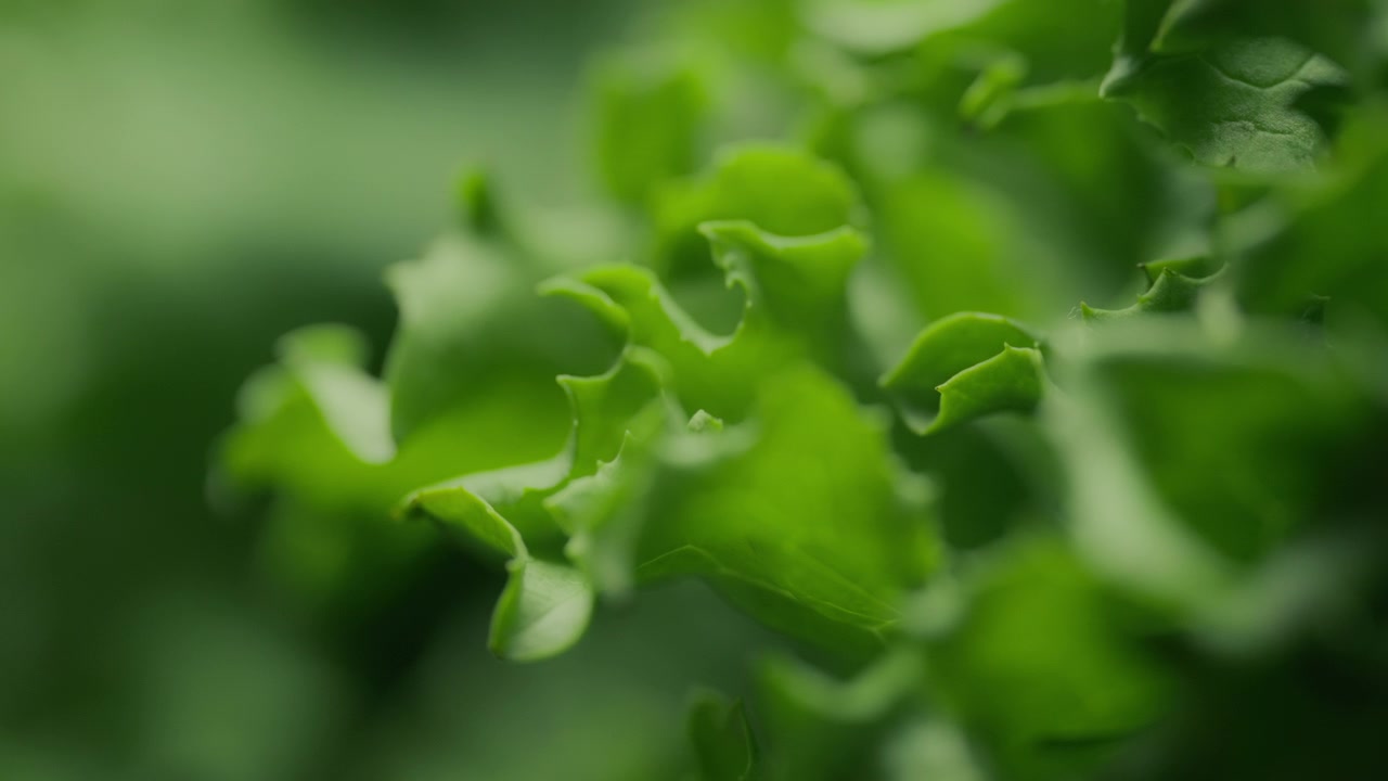 Lattuga verde fresca. Concetto di nutrizione e dieta sana. Movimento rallentato.
