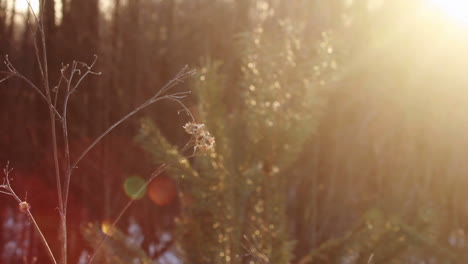 Trockener-Ast-Und-Kiefer-Bei-Sonnenuntergang-Im-Wald.-Nahaufnahme.-Sonnenuntergang-Im-Herbstwald