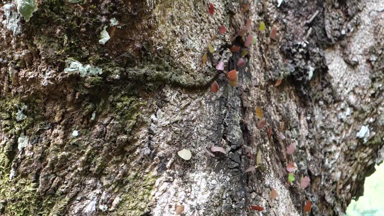 las hormigas cortadoras de hojas se mueven a lo largo de un tronco de árbol en la jungla
