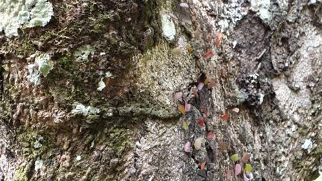 Hormigas-Cortadoras-De-Hojas-Se-Mueven-A-Lo-Largo-De-Un-Tronco-De-árbol-En-La-Jungla