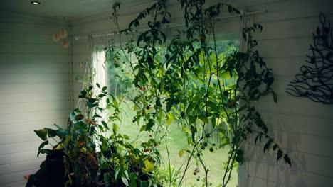 viñas de tomate cerezo creciendo junto a la ventana