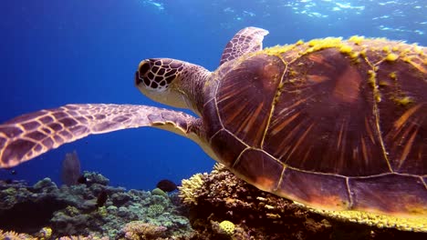 Nahaufnahme-Einer-Grünen-Schildkröte,-Die-In-Armweite-über-Das-Riff-Schwimmt