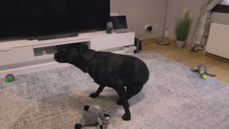 fotografía en primer plano de un labrador negro jugando con juguetes y rascándose el cuello