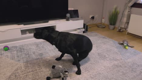 close-up shot of a black labrador playing with toys and scratching its neck